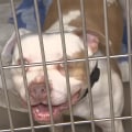 The Importance of Microchipping Adopted Animals at Animal Rescue Centers in Broward County, Florida