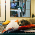 The Impact of Animal Rescue Centers in Broward County, Florida