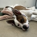 The Vital Role of Animal Rescue Centers in Broward County, Florida