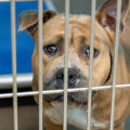 The Joy of Adopting a Senior Pet from an Animal Rescue Center in Broward County, Florida