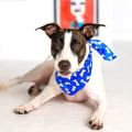 Supporting Animal Rescue Centers in Broward County, Florida