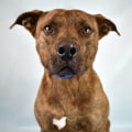 The Importance of Animal Rescue Events and Specials in Broward County, Florida