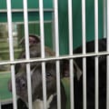 The Controversy of Euthanasia at Animal Rescue Centers in Broward County, Florida