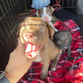 The Ultimate Guide to Volunteering at Animal Rescue Centers in Broward County, Florida