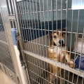 Making a Difference: Community Service at Animal Rescue Centers in Broward County, Florida