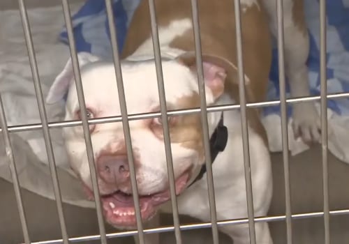 The Importance of Microchipping Adopted Animals at Animal Rescue Centers in Broward County, Florida