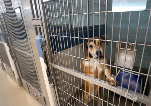 The Fascinating World of Animal Rescue Centers in Broward County, Florida