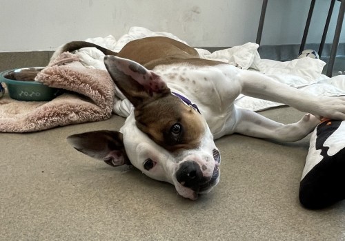 The Vital Role of Animal Rescue Centers in Broward County, Florida