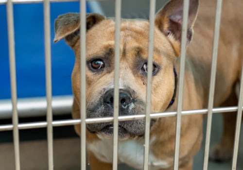 The Joy of Adopting a Senior Pet from an Animal Rescue Center in Broward County, Florida