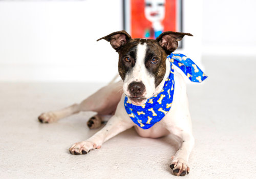 Supporting Animal Rescue Centers in Broward County, Florida