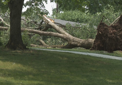 When Storms Strike Twice: Tree Damage and Its Hidden Toll on Local Animal Shelters