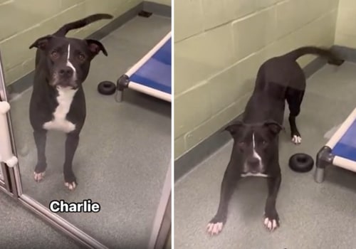 The Ins and Outs of Surrendering an Animal to a Rescue Center in Broward County, Florida