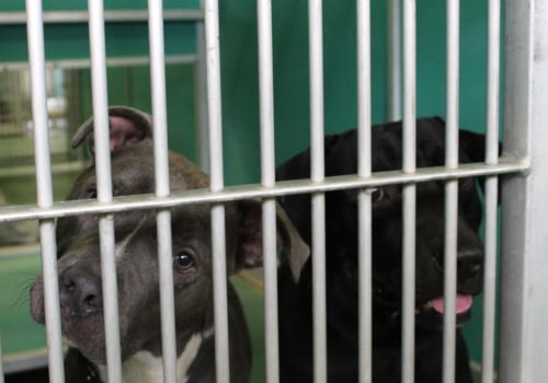 The Controversy of Euthanasia at Animal Rescue Centers in Broward County, Florida