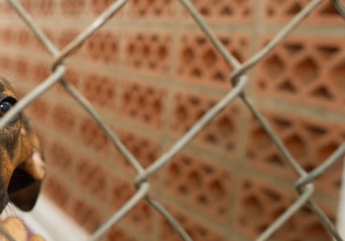 The Journey of Adopting a Rescue Animal in Broward County, Florida