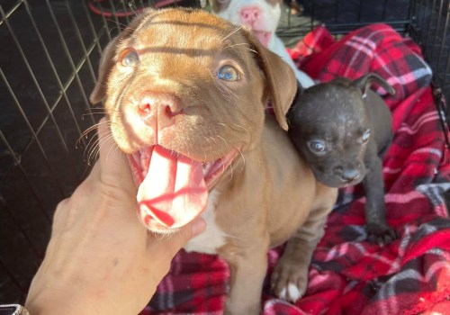 The Ultimate Guide to Volunteering at Animal Rescue Centers in Broward County, Florida